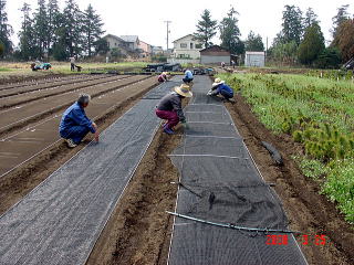 20080325_まきつけ_日覆い