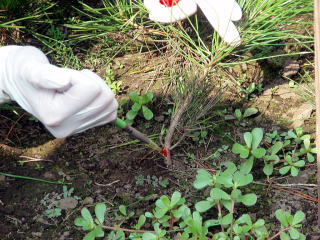 20080723_接種_接種