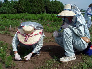 20080723_接種_佐賀