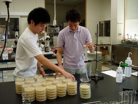 20080724_研修_センチュウ培養