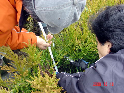 20081218_苗畑合同_苗高測定