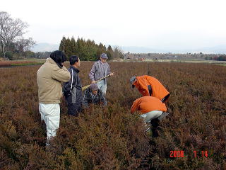 20090114_苗畑審査_苗高測定_1