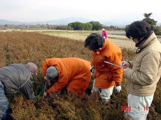20090114_苗畑審査_苗高測定_2