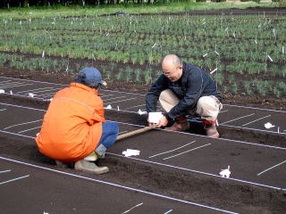 20090325_まきつけ_点まき