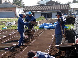 20090325_まきつけ_土被せ