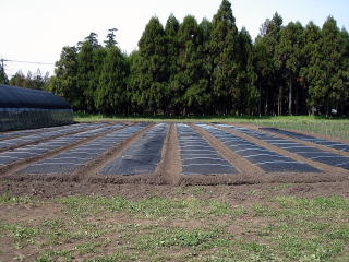 20090325_まきつけ_日覆い
