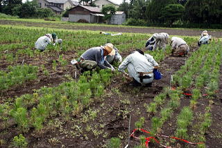 20090723_センチュウ_苗畑_1