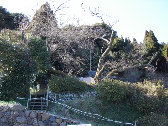 20100126_myoujou_木