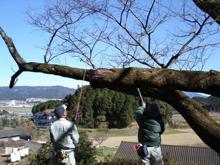 20100126_myoujou_採穂作業