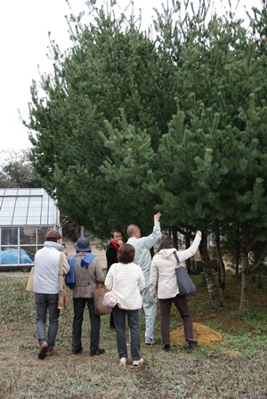 20100215_合志市_ヤクタネゴヨウ