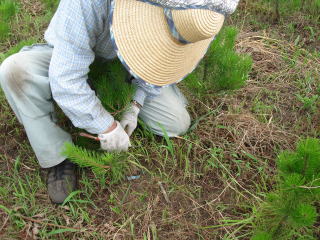 20110809_線虫_ノコギリ