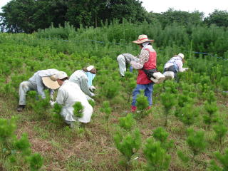 20110809_線虫_苗畑_1