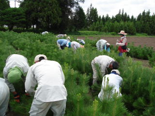 20110809_線虫_苗畑_2