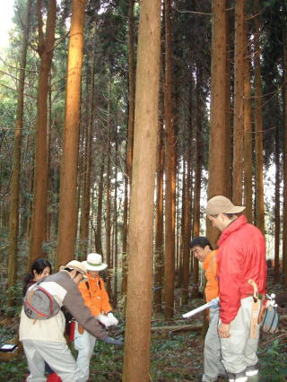 20111228_現地検討会_根曲がり