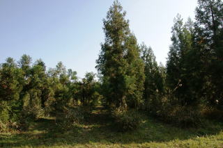 20120104_種子_断幹