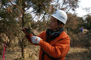 20120208_交配準備_除雄