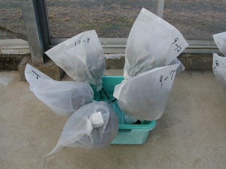 20120208_交配準備_水さし