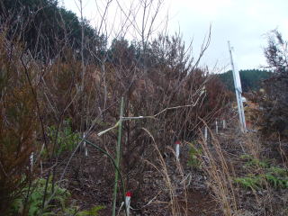 20120208_成果発表_現況