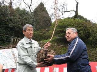 20120309_明星桜_手交