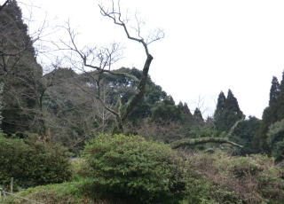 20120309_明星桜_原木
