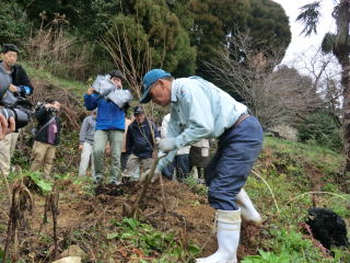 20120309_明星桜_植栽