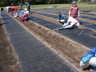 20120322_まきつけ_床覆い
