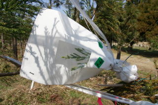20120328_スギ交配_テープ