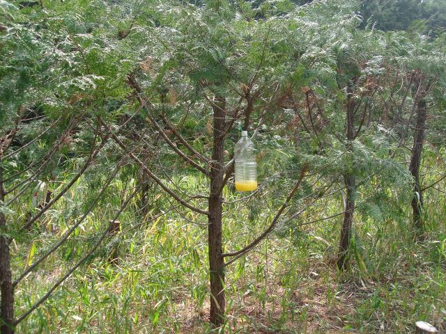 20120427蜂_設置