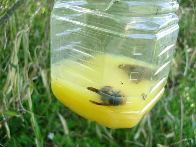 20120427蜂_蜂