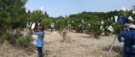 20120427交配_袋かけ