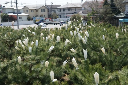 20120427交配_袋かけ後