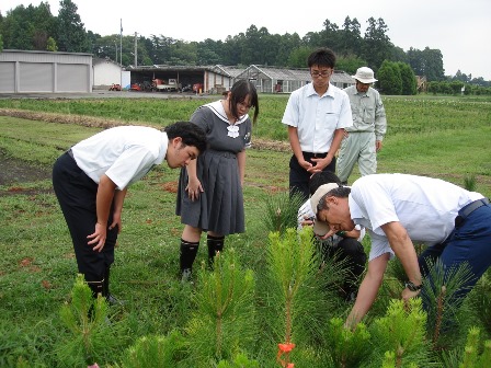20120810八代_クロマツ