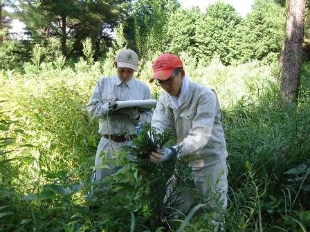 20121030研修生_スギ樹高