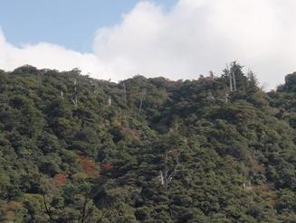 20121129ヤクタネ_山