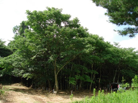 20140718_キハダ_保存園