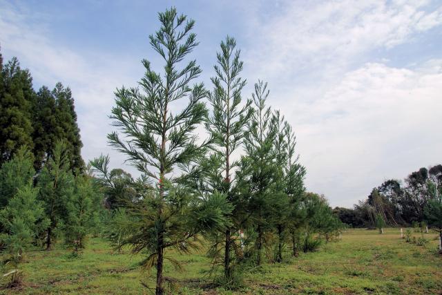 eｌite_tree