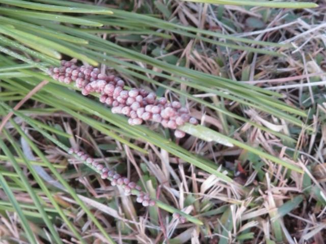 マツカレハの卵1