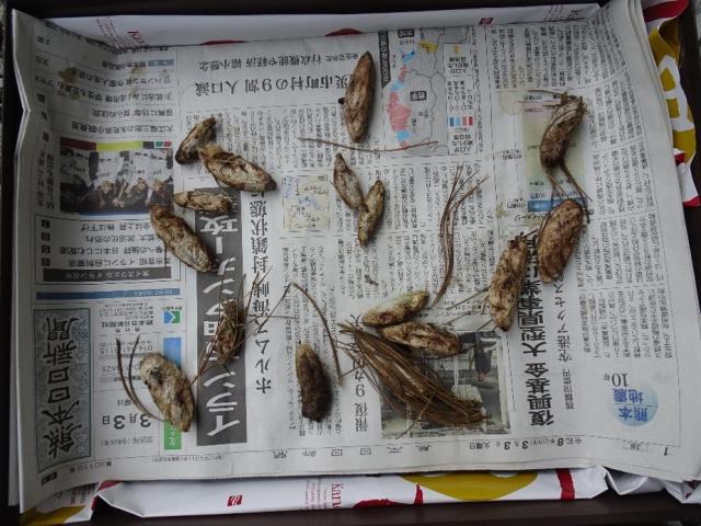 繭5