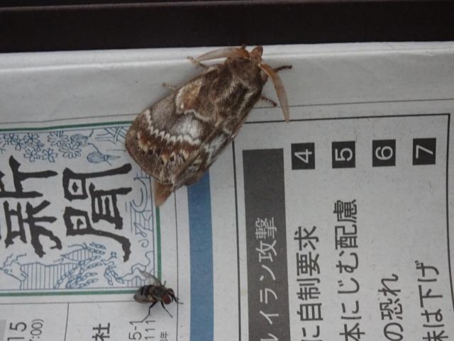 成虫