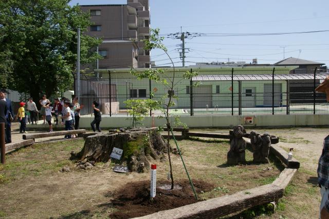 植栽されたおおえのき