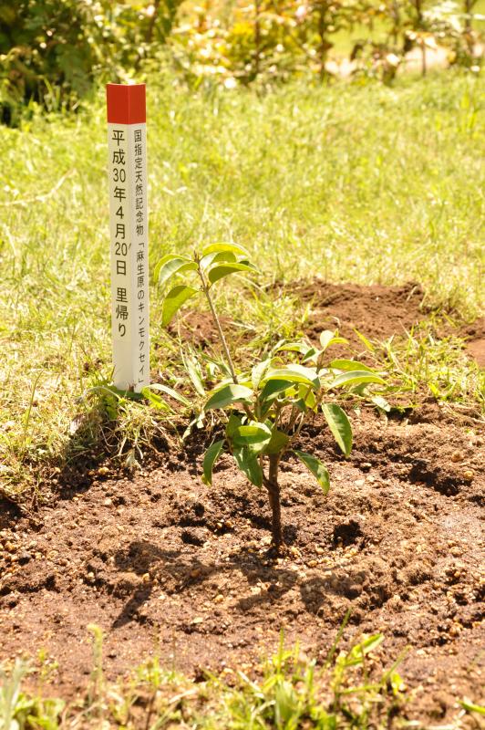 甲佐町役場の中庭に植えられた「麻生原のキンモクセイ」