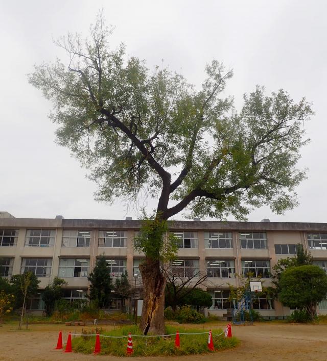 トネリコ（伐採前）