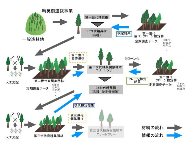 品種開発フロー
