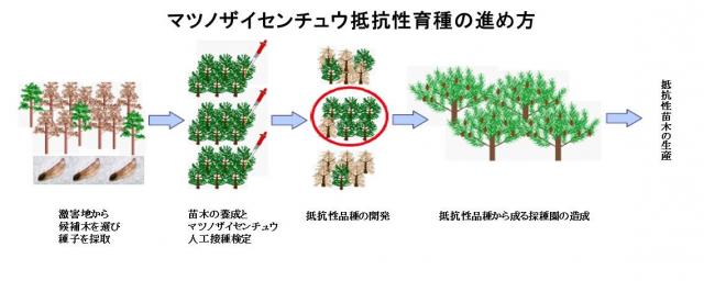 マツノザイセンチュウ抵抗性育種の進め方