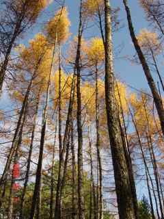 larch forest in Russia