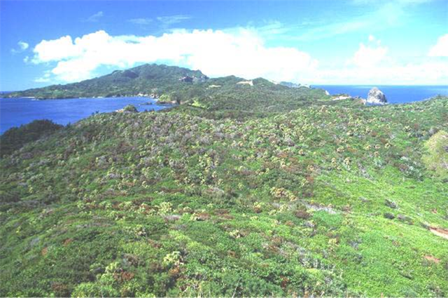 �^�C�g��: ���}���̕��i�ʐ^