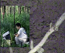 Observation of woody roots using minirhizotron
