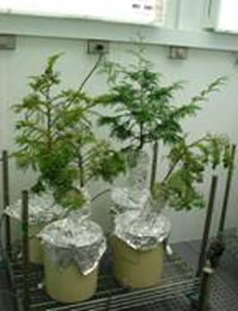 Chamaecyparis obtusa