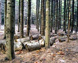 Decomposition study of fir boles