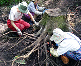 oak root biomass